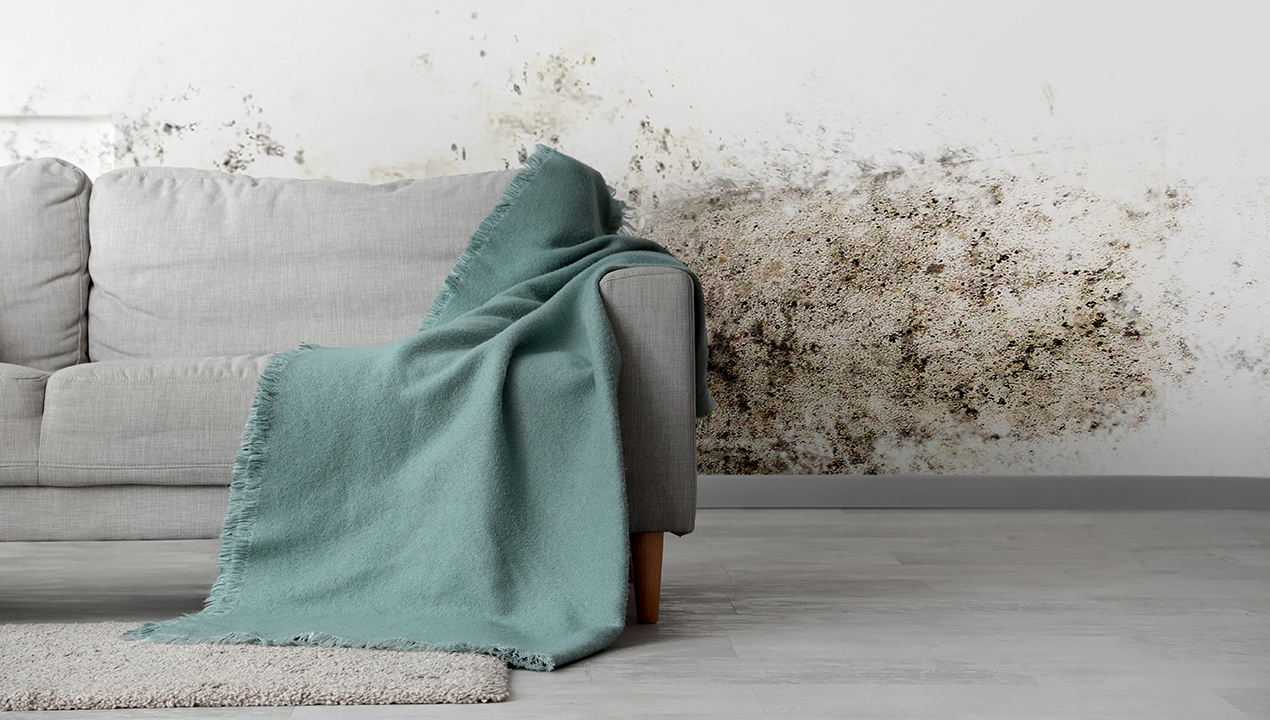 Aislamiento-pared con moho